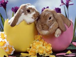 Easter Bunny Images