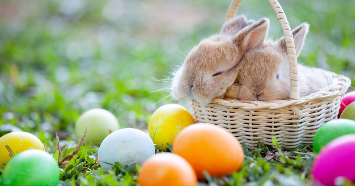 Happy Easter Bunny Images Free Download