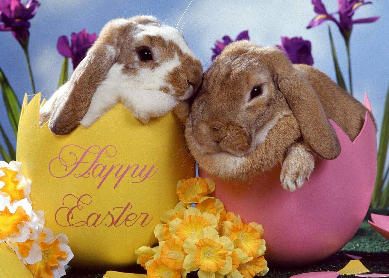 Happy Easter Bunny Images